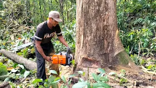 Unmatched Machine..!! daily work cutting teak trees - STIHL MS 881