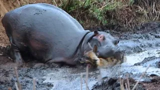 Angry Hippopotamus attacks Wild Dogs very hard, Wild Animals Attack