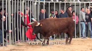 Toro " Perdigano " de Alba Atenea - Campeón del II Concurso de toros de Moncada 2020