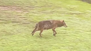 Coyote vs deer. Coyote eats fawn while doe can only watch.