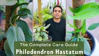 Philodendron Hastatum | Silver Sword | Indoor Plant | Plant care tips and Propagation