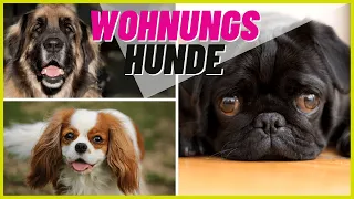 Top 5 Hunderassen für die Wohnung