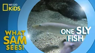 One Sly Fish | What Sam Sees