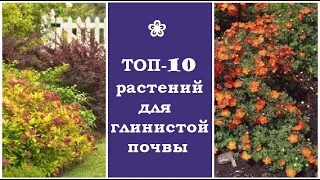 ❀ ТОП-10 растений для глинистой почвы