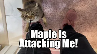 Maple is attacking me!
