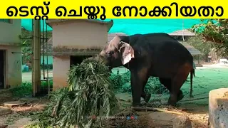 പട്ട നല്ലതാണോഎന്ന് ടെസ്റ്റ്‌ ചെയ്തു നോക്കിയതാ | Guruvayur elephant kotta | kerala elephant