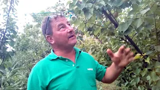 Tăierile în verde la cais🍑🍑🍑