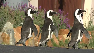 Penguins stroll through Cape Town