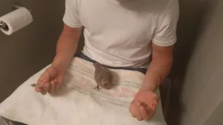 Baby Dove / Pigeon First Syringe Hand Feeding - How To