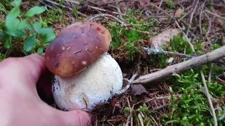 Сезон 2017.Білі гриби, Карпати. Збір грибів в Карпатах
