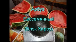 Бессемянный арбуз (БлэкХироу).