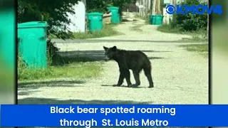 Black bear spotted roaming through the St. Louis Metro