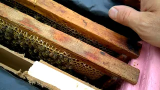 Подсадка матки на  расплод на выходе без пчёл. 100% !!