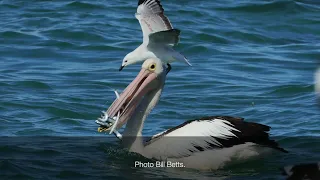Herdsman Lake Bird Video – Part 5 – Darter, Cormorants, Pelican, Herons and Allies