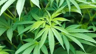 Colorado Legalized Pot First, But New Hampshire Approves