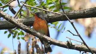 Kashmir flycatcher || Kashmir || #wildkashmir