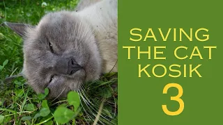 Kosik the cat is preparing for a trip to a country house in nature!