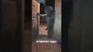 Маленький медведь,приходит каждый день и просит еды🐻