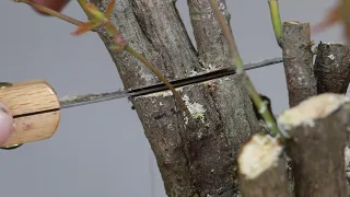Japanese maple bonsai created from 13 seedlings
