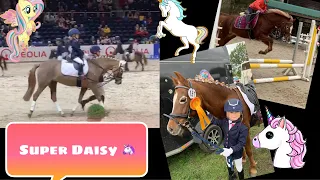 Daisy Lieblingspony Ponymädchen Pferde und Ponys Kinder auf dem Reiterhof