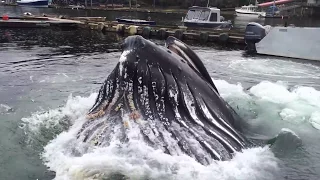 Humpback Whale Docks at Alaska Marina WOW