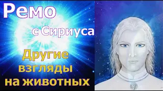 Ремо с Сириуса: Другие взгляды на животных