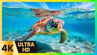 5-Minute Stress Melt with Calming Piano & 4K Ocean Depths | Oceanic Journey