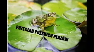 Przegląd płazów polskich