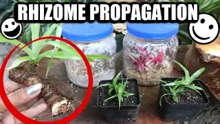 Rhizome Propagation & Bromeliad Care - Pot & Grow / Tips & Tricks