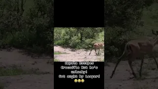 Impala Escaped Death From Crocodile Jaws #animals #shorts