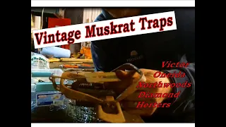 Vintage Traps for Muskrat Trapping