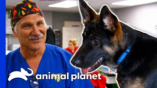 Emotional Support Dog Needs To Get His Elbow Fixed | Dr. Jeff: Rocky Mountain Vet