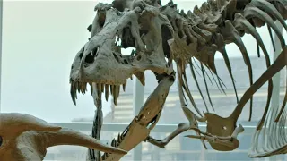 What Creature ATE a Tyrannosaurus Rex? - Dr. Matt McLain