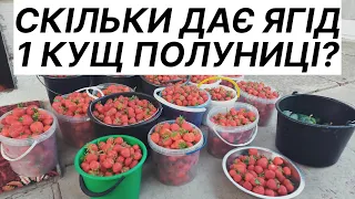 Скільки ягід можна зібрати з одного куща полуниці?/Продаж полуниці на Поліссі