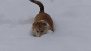 ВЕЛЬШ КОРГИ ПЕМБРОК - собака похожая на лису/лиса в снегу | PEMBROKE WELSH CORGI