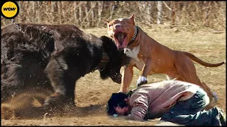 Bear Messed With The Wrong DOG - Animals Protecting Their Owners..