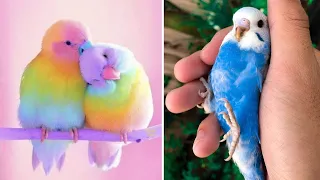 Cute Baby Animals 🔴 Funny Parrots and Cute Birds Compilation (2023) Loros Adorables Recopilación #13