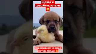 Щенок и цыплёнок устали🙃 #shorts #буднипитомца