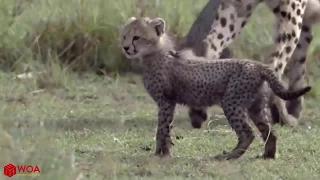 Unbiliveble Eagles Catch Cheetah Cubs Mother Cheetah Save Fail & Attack Eagle Leopard Vs Eagles Best