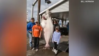 10-year-old catches 333-pound fish