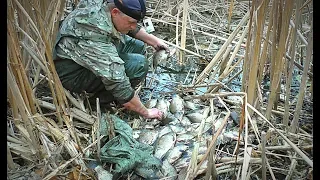 ЛОВЛЯ КРУПНОГО КАРАСЯ РУКАМИ. В ЭТОМ БОЛОТЕ МНОГО РЫБЫ. ЛИНЬ, САЗАН. Рыбалка