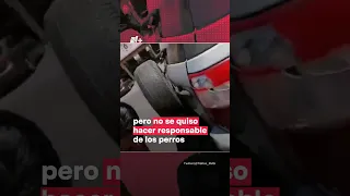 Exhiben a mujer que abandonó perritos en plena calle de Guadalajara - N+