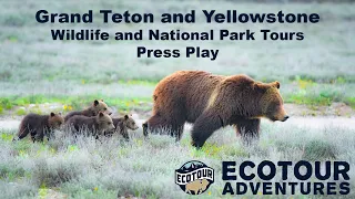 Best Wildlife Tours In Jackson Hole, Yellowstone and Grand Teton National Parks