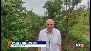 TG5 - Alluvione Emilia-Romagna, danni ingenti ad aziende agricole con Danilo Misirocchi (Cia)