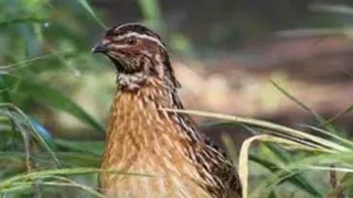 Common quail mp3 sound ll common quail hunting ll quail sound ll Batair mp3 2023, video viral,