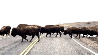 We Visit Theodore Roosevelt National Park in North Dakota!