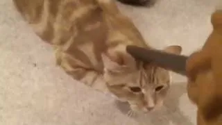 vacuum kitty addiction