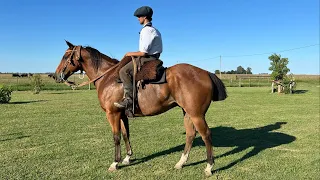 ⭐🐴Caballo Colorado hijo de SPC garantido y bueno $2.000.000 LOSEQUINOS.COM