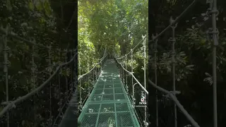Hanging bridge #trending #nature #viral