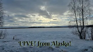 LIVE! from the Alaska cabin!